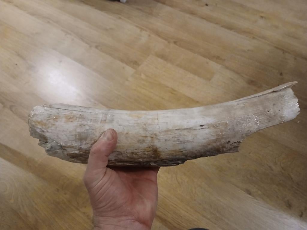 Fossiele slagtand van een mamoet, Ophalen of Verzenden, Fossiel