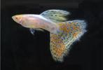 Albino Red/Blue Grass Guppy, Dieren en Toebehoren, Vissen | Aquariumvissen