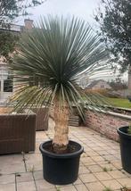 ‼️yucca rostrata rechtstreekse import spanje ‼️, Tuin en Terras, Ophalen