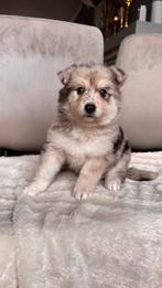 Mooie pups te koop, Particulier, Chien (mâle), Belgique, 8 à 15 semaines