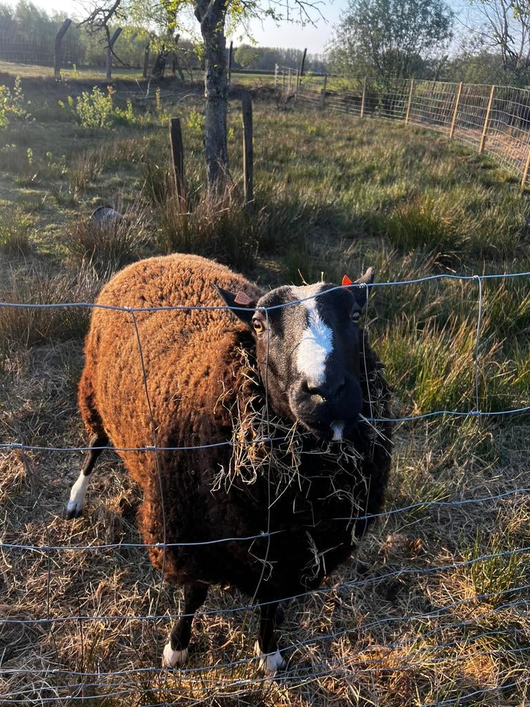 Zwartbles ram te koop, Mannelijk, Schaap, 0 tot 2 jaar