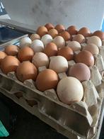 Bio eieren -  vrije uitloop eieren, Dieren en Toebehoren, Ophalen