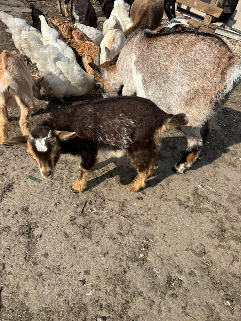 Dwerggeit, Mannelijk, Geit, 0 tot 2 jaar