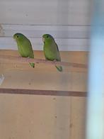 Koppel grijsrug forpus, Dieren en Toebehoren, Vogels | Parkieten en Papegaaien