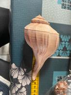 Coquillage, Enlèvement ou Envoi, Coquillage(s)