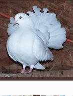 Prachtige Franse pauwstaart uit Rouen X Fantail English, Dieren en Toebehoren, Vogels | Duiven