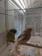 Om reisredenen heb ik een verscheidenheid aan vogels te koop, Dieren en Toebehoren