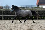 Leuke 4 jarige allround d pony merrie, Dieren en Toebehoren, Merrie, Springpony, Gechipt, Zadelmak