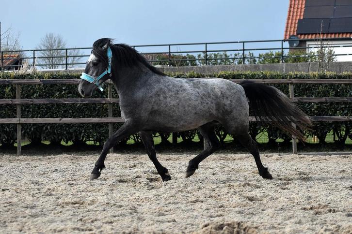 Leuke 4 jarige allround d pony merrie, Dieren en Toebehoren, Pony's, Merrie, Zadelmak, D pony (1.37m tot 1.48m), Springpony, 3 tot 6 jaar