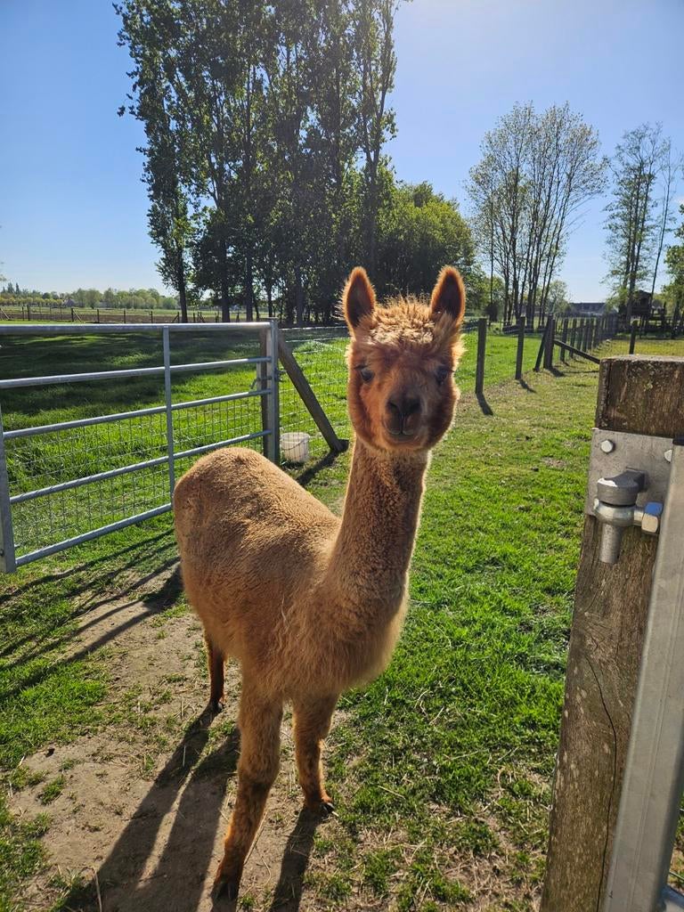 Drachtige alpaca merrie, Dieren en Toebehoren, Overige Dieren, Vrouwelijk, Januari