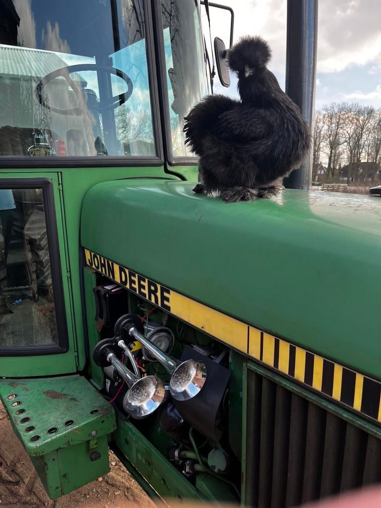 Broedeieren USA Zijdehoen kriel, Enlèvement, Neuf, Autres types