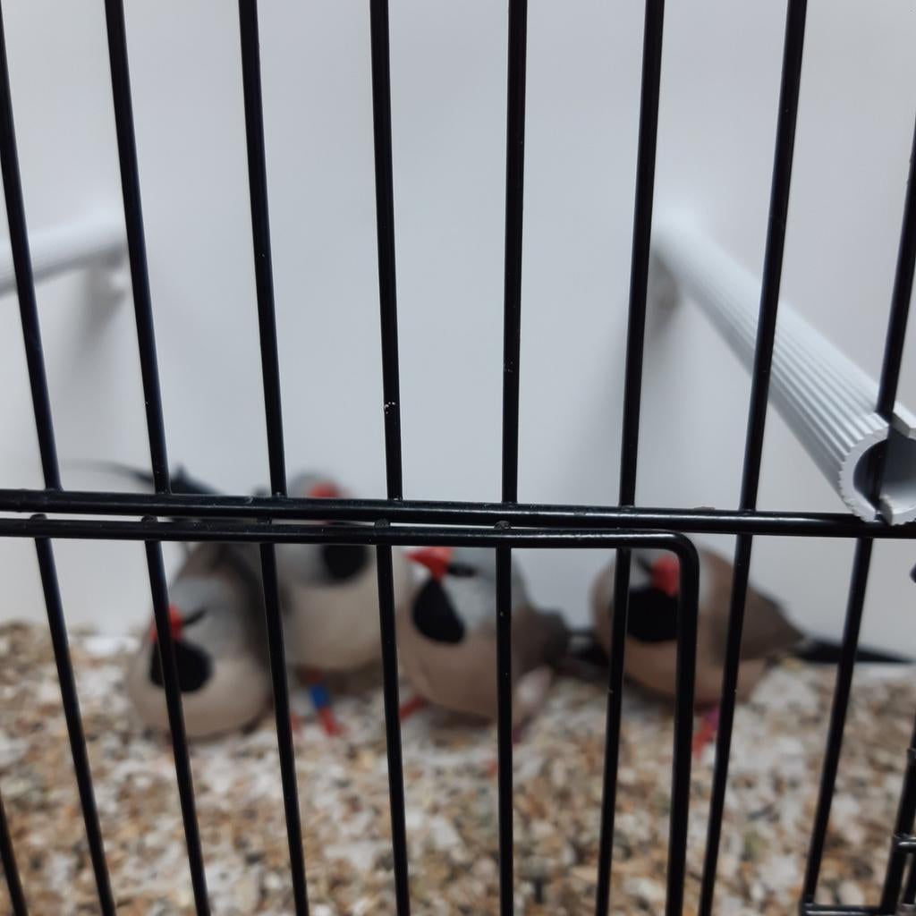 Spitsstaartamadines, Dieren en Toebehoren, Vogels | Kanaries