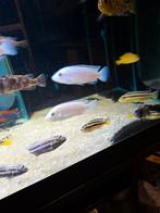 Cichlides malawi labidochromis nhata 7 cm