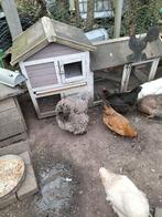 Konijnen hok kippenhok kip met kuikens, Dieren en Toebehoren, Kip