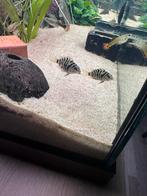 Kleine malawi zebra cicliden tekoop