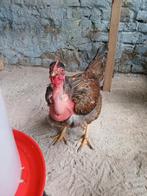 Naakthals kippen, Dieren en Toebehoren, Pluimvee
