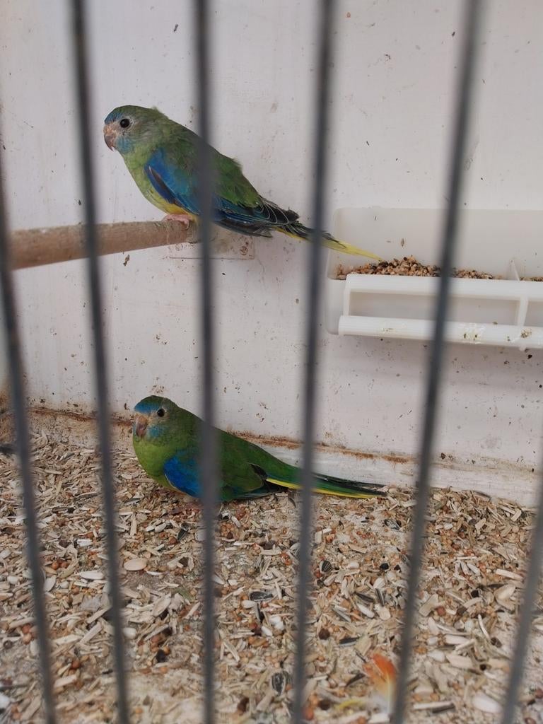 Turcqasine parkiet, Perruche