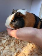 Cavia vrouwtje, Januari, Cavia