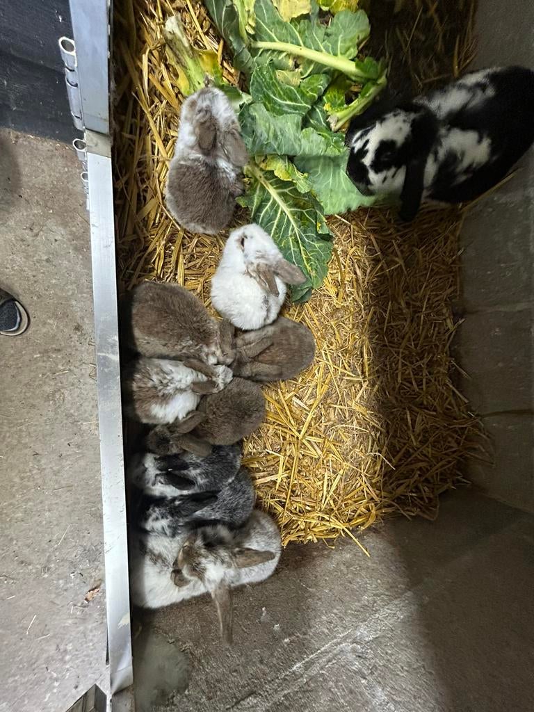 Nederlandse Dwerghangoor konijnen, Dieren en Toebehoren, Mannelijk, Dwerg, Hangoor