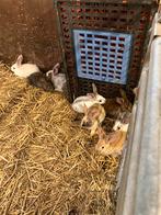 Nestje vleeskonijnen, Dieren en Toebehoren, Konijnen