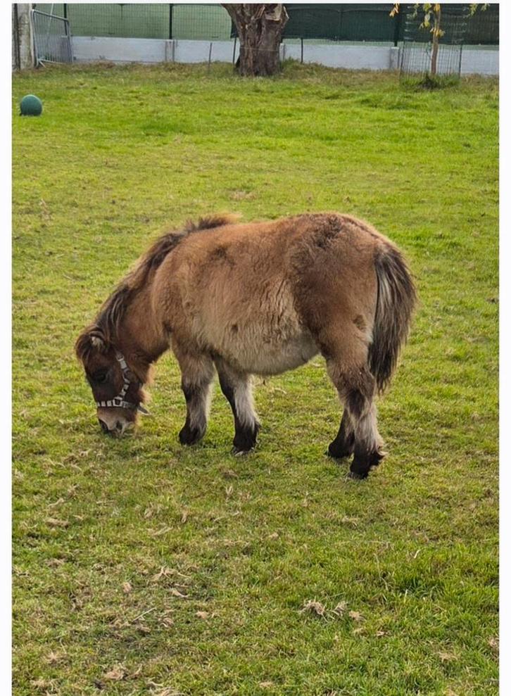 Shetland pony merrie, Dieren en Toebehoren, Pony's, Merrie, 0 tot 2 jaar