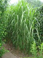 Planten : olifantengras, miscantus gracillimus en pennisetum, Tuin en Terras, Ophalen, Vaste plant