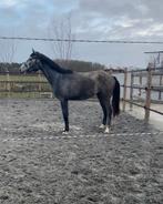 Knappe 3-jarige merrie Ulrich von Latour x Cardino, Animaux & Accessoires, Chevaux, 165 à 170 cm, Avec pedigree, Non dressé, Cheval de saut