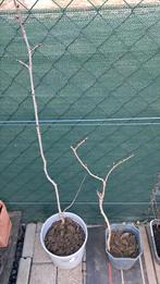 2 jonge kerselaars in pot, Ophalen, In pot, Kersenboom