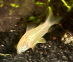 Corydoras albino, Dieren en Toebehoren, Vissen | Aquariumvissen, Vis, Zoetwatervis