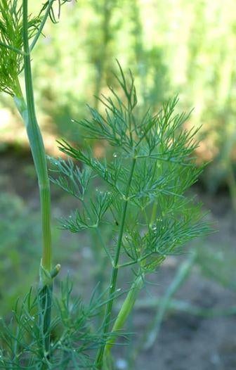 15 graines d'aneth, Jardin & Terrasse, Bulbes & Semences, Envoi, Graine