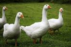Couple oie blanche. Region Charleroi. Tel 0494118335, Animaux & Accessoires, Enlèvement, Poulailler
