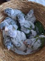 Bébés conures eam, Dieren en Toebehoren, Vogels | Parkieten en Papegaaien