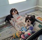 Prachtige cavalier king charels pups van geteste ouders, Dieren en Toebehoren, Honden | Retrievers, Spaniëls en Waterhonden, Parvo