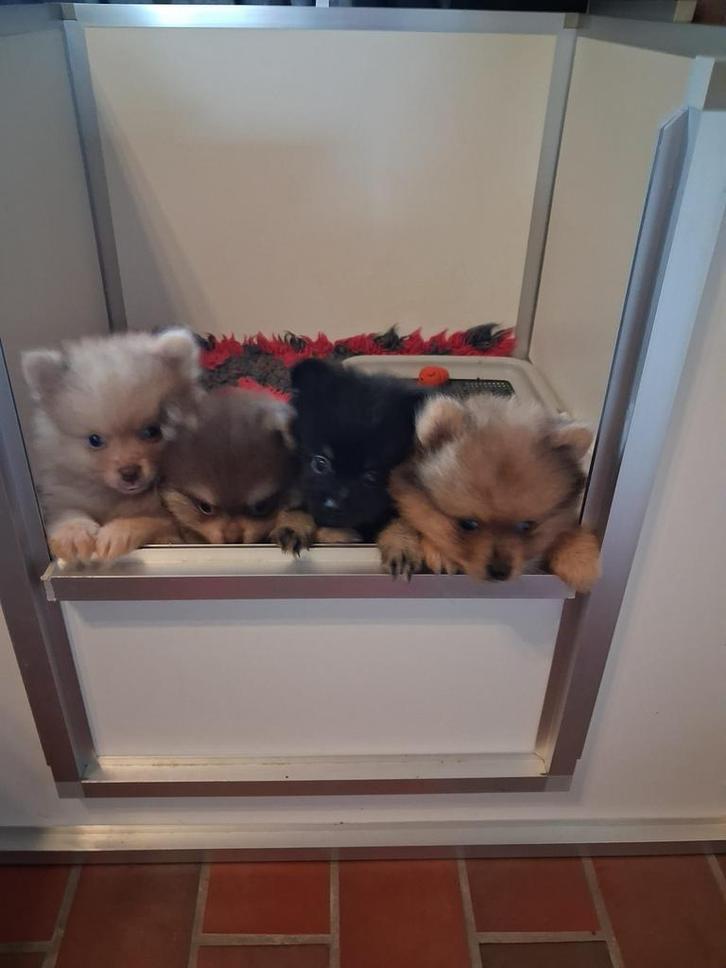 Prachtige raszuivere pomeriaan reutjes, Dieren en Toebehoren, Honden | Poolhonden, Keeshonden en Oertypen, Reu, Keeshond, Particulier