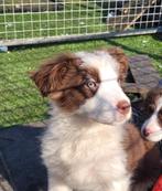 Border Collie pups groeien op in huiselijke kring., Chienne, Belgique, 8 à 15 semaines, Colley