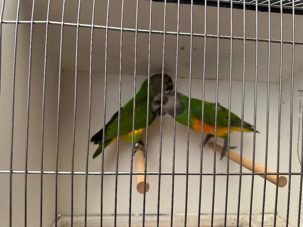 2 mooie bonte boeren man, Mannelijk, Papegaai