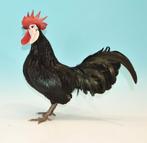 oeufs feconder poule espagnols a face blanche naine, Animaux & Accessoires