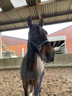 Halve stal aangeboden regio Lichtaart, Dieren en Toebehoren, Paarden, Met stamboom, Ruin, Niet van toepassing, 160 tot 165 cm