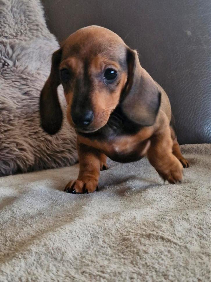 Teckel pups, Dieren en Toebehoren, Honden | Teckels en Dashonden, Reu, Korthaar, Dwerg, Fokker | Hobbymatig, Meerdere, België