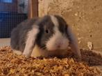 Nederlandse dwerg hangoortjes, Animaux & Accessoires, Lapins, Plusieurs animaux, Petit, Oreilles tombantes, 0 à 2 ans