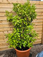 Prachtige 2 stammige citroenboom van 2 meter !, Ophalen