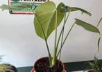 Petite plante d'intérieur - monstera delisiosa - avec pot +., En pot, Enlèvement ou Envoi, Moins de 100 cm, Plante verte