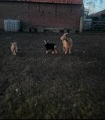 Dwerggeit mieke, Dieren en Toebehoren