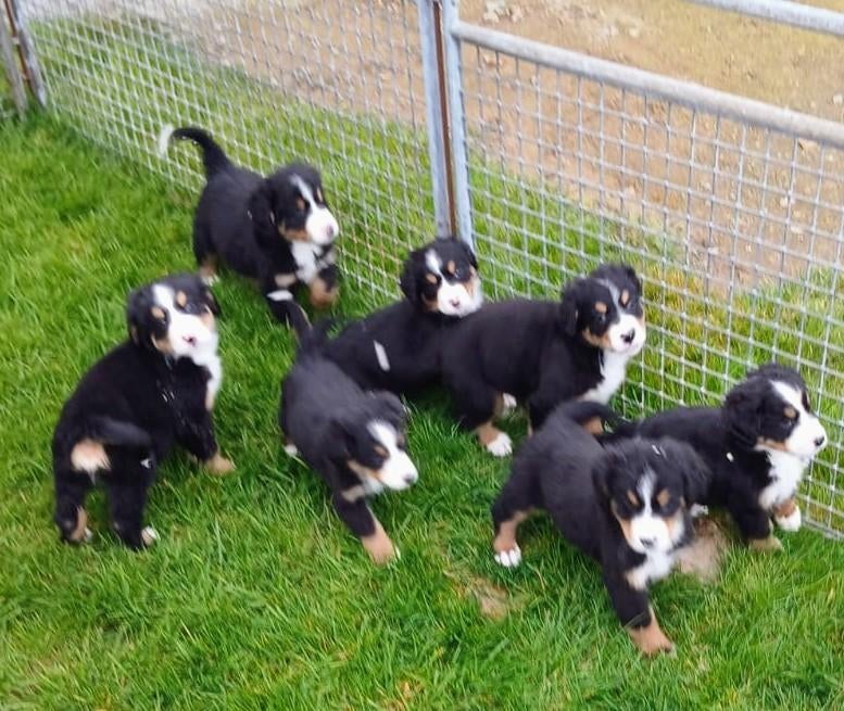Berner Sennen pups, Parvo, België, Overige rassen, 8 tot 15 weken