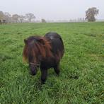 shetlander, Dieren en Toebehoren, Pony's, Merrie, Met stamboom, Niet van toepassing, 0 tot 2 jaar