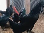 broedeieren van ayam cemani, Dieren en Toebehoren, Pluimvee