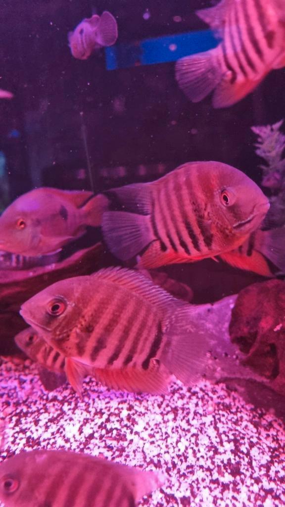 Zuid amerikaanse chichliden, Dieren en Toebehoren, Vissen | Aquariumvissen