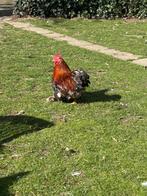 Porselein Cochin haantjes gratis, Dieren en Toebehoren, Pluimvee, Meerdere dieren, Kip