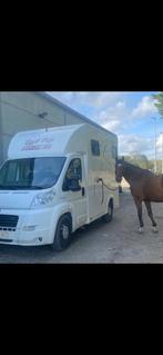 Fiat Ducato camionnette chevaux, Euro 5, Achat, Entreprise, 3 places