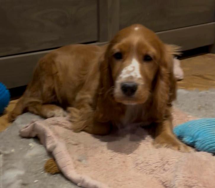 Engelse cocker puppy teefje, Animaux & Accessoires, Chiens | Retrievers, Épagneuls & Chiens d'eau, Chienne, Épagneul, Éleveur | Professionnel